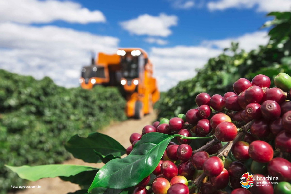 Brasil é o maior exportador de café do mundo – veja as perspectivas para  2022